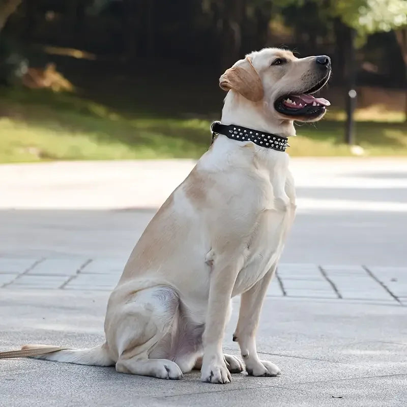 Studded Spiked Dog & Cat Collar – Adjustable Collar for Dogs & Cats