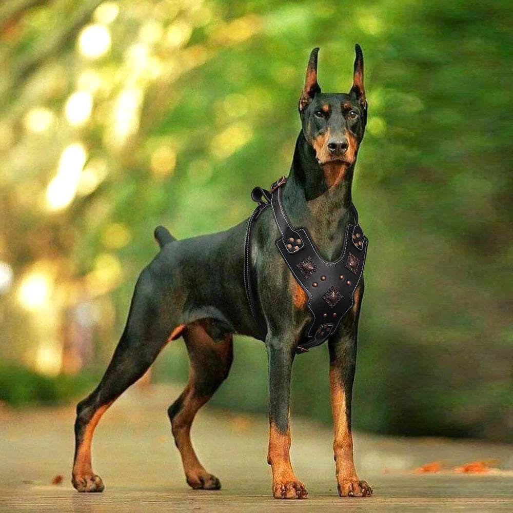 Genuine Leather Dog Harness – Durable Riveted Training Vest with Metal Hardware for Medium & Large Dogs