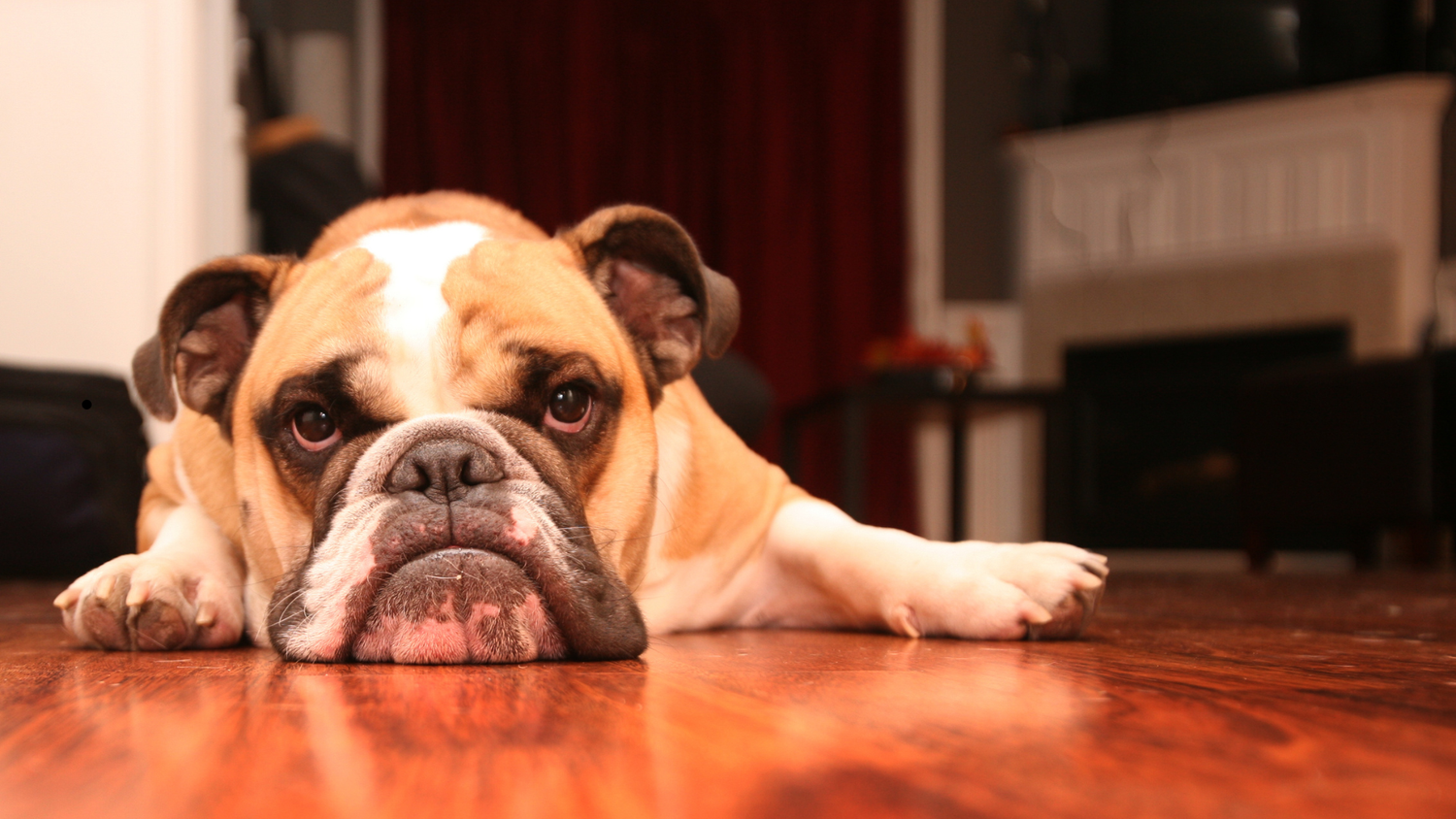 5 Signs Your Dog Isn’t Sleeping Well (And What to Do About It)