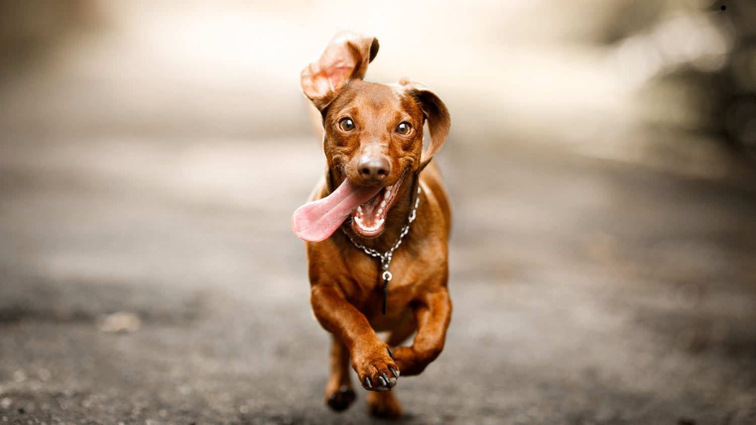 3 Simple Ways to Keep Your Dog Happy and Healthy Every Day