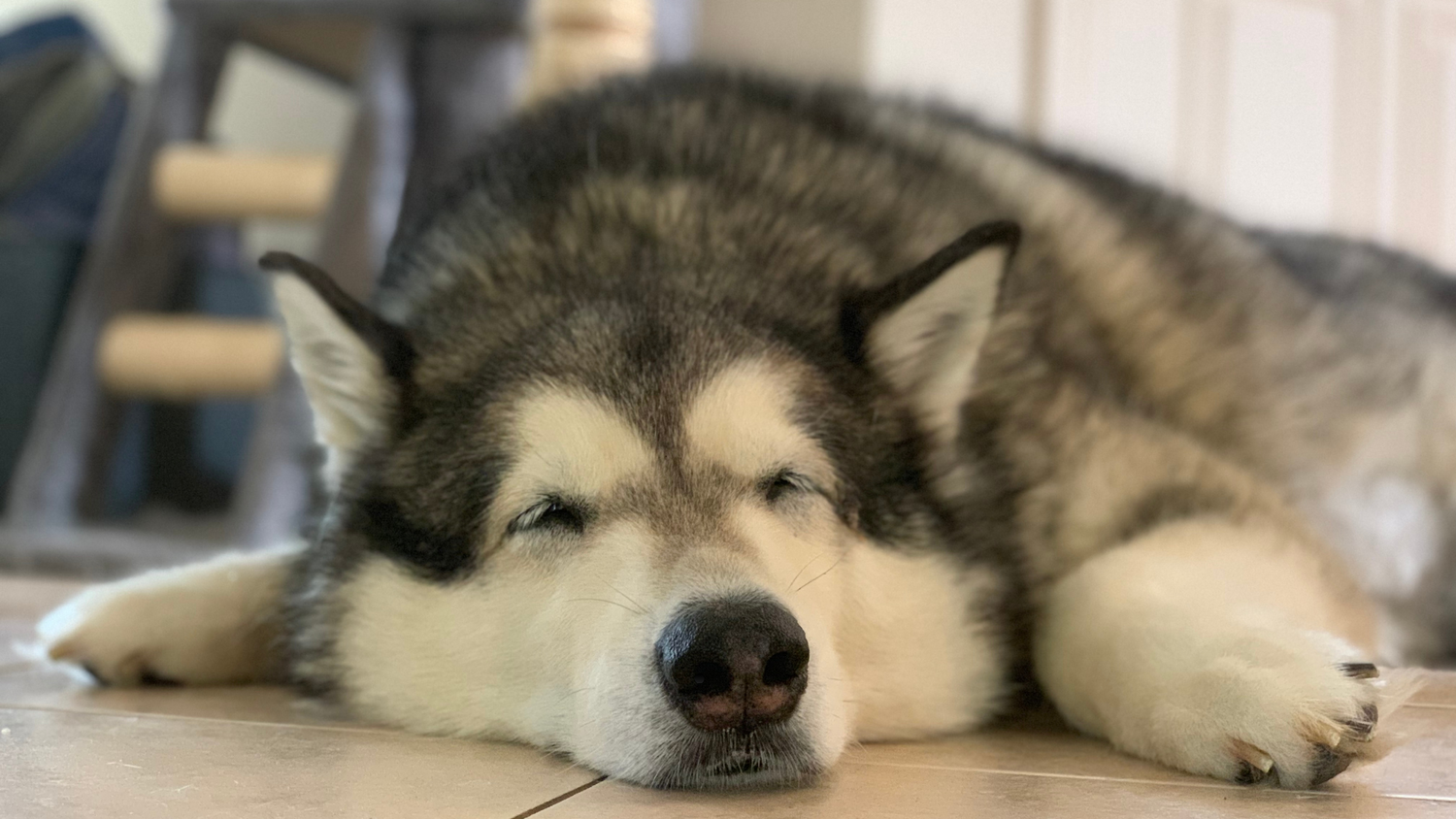 The Little Things Pets Remember About You