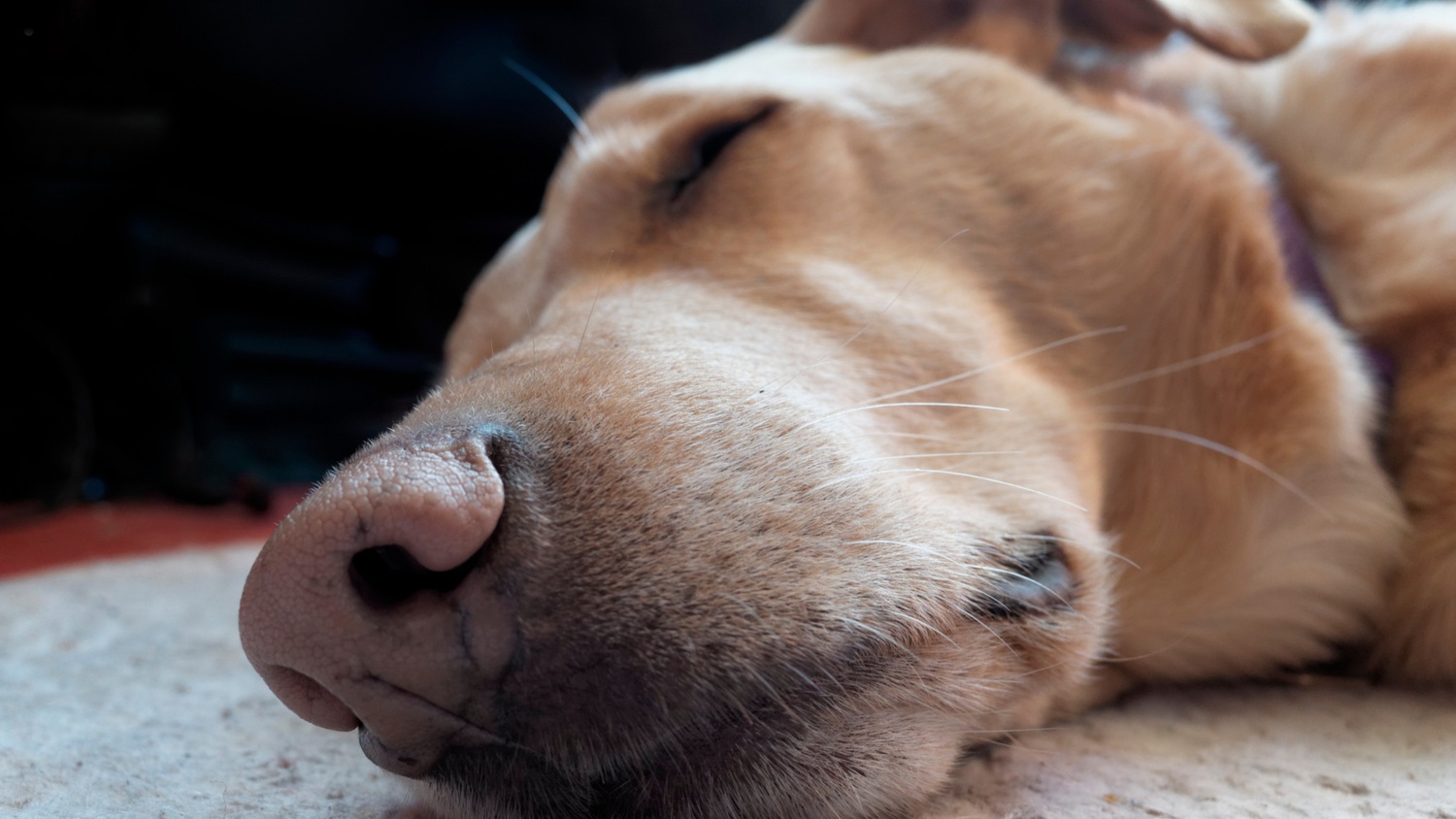 They Don’t Just Sleep There — They Go There to Feel Safe