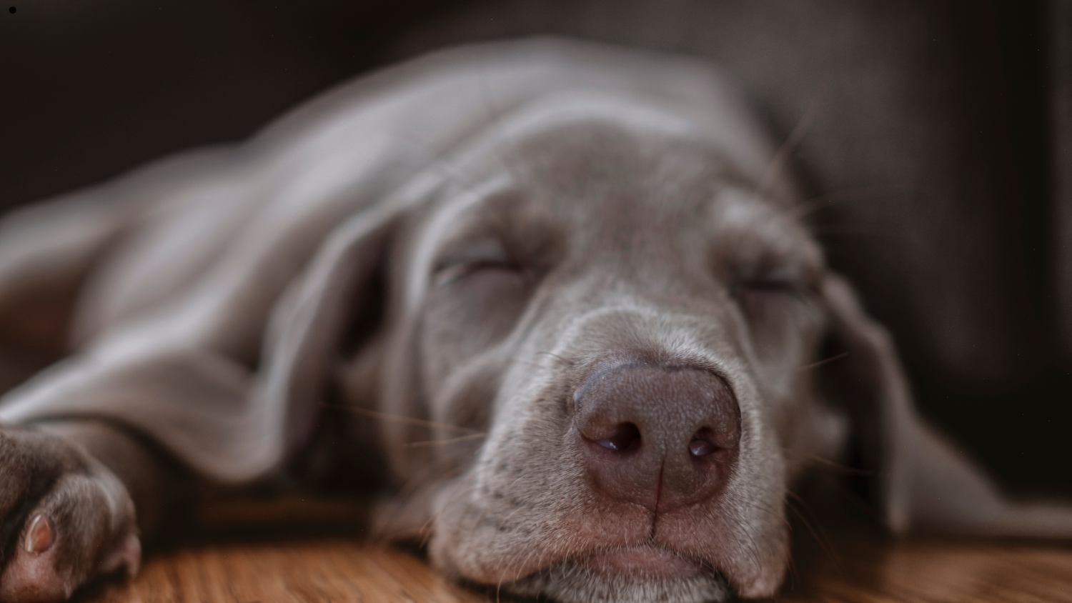 Why Your Dog Won’t Settle Down at Night (And What’s Actually Causing It)