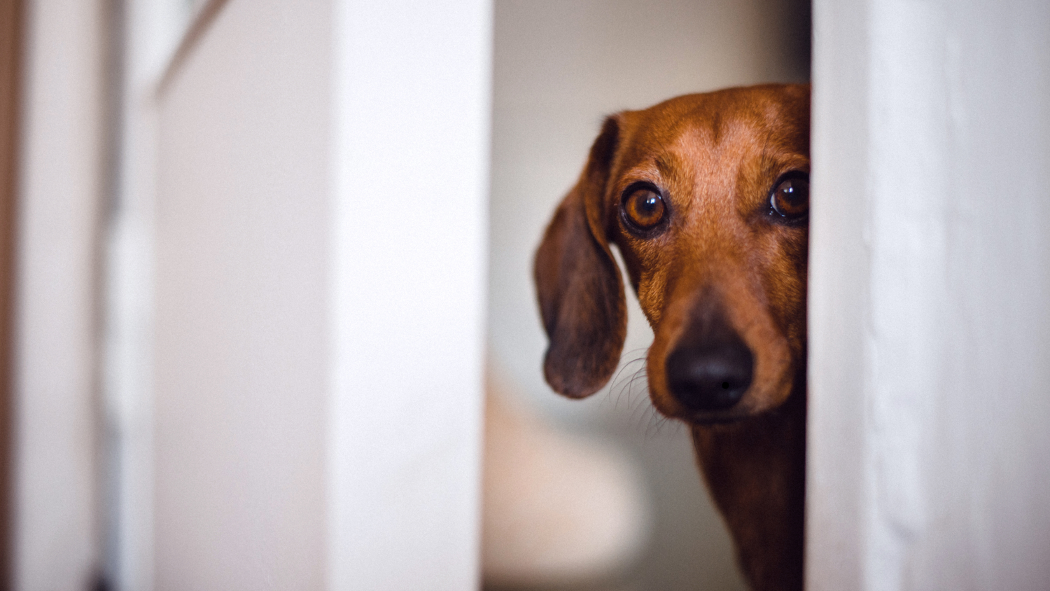 If Your Dog Keeps Getting Up at Night… This Might Be Why