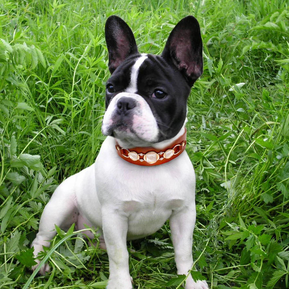 Pet Collars & Leashes