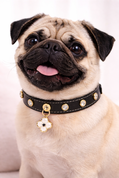 Luxurious Genuine Leather Pet Collars with Charm- Perfect for Chihuahuas, Yorkies, Poodles, Pomeranians