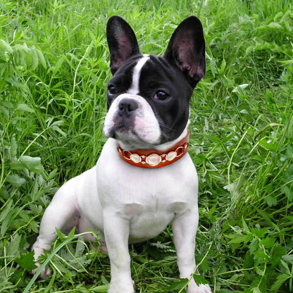Real Leather Dog Collars - Classy Durable Collars with Cool Metal Accessories Suitable Small and Medium Dogs