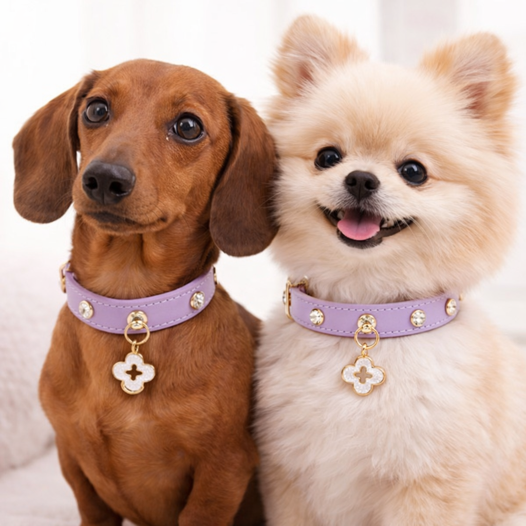 Luxurious Genuine Leather Pet Collars with Charm- Perfect for Chihuahuas, Yorkies, Poodles, Pomeranians