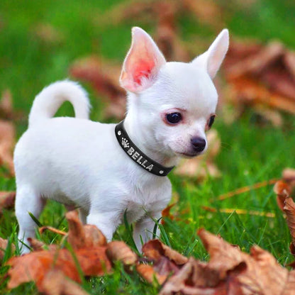 Personalized Bling Rhinestone Dog Collar – Custom Name Collar for Small Dogs &amp; Cats