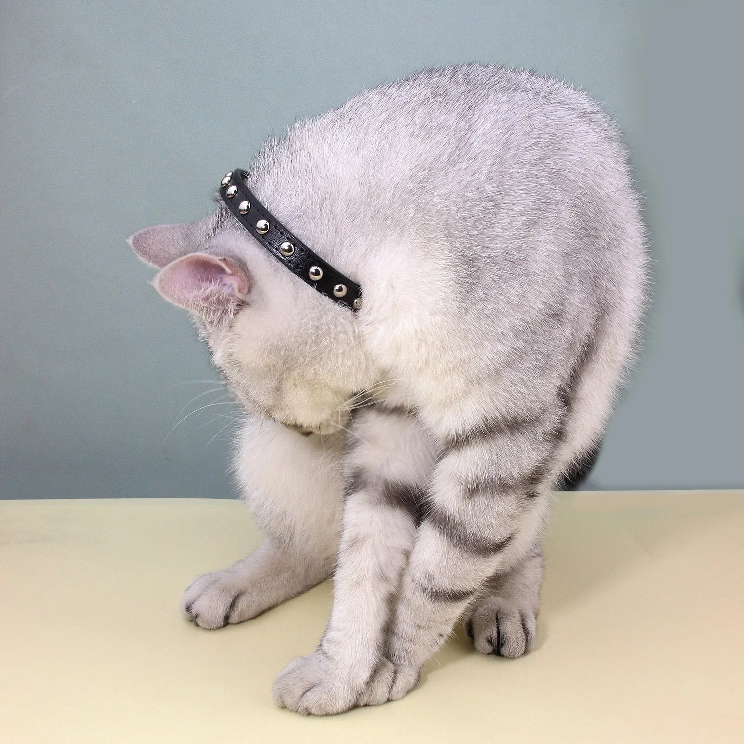 Rivet Anti-Bite Leather Dog &amp; Cat Collar – Durable Studded Collar - Pet Neck Strap
